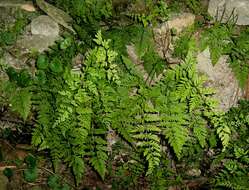 Image of upland brittle bladderfern