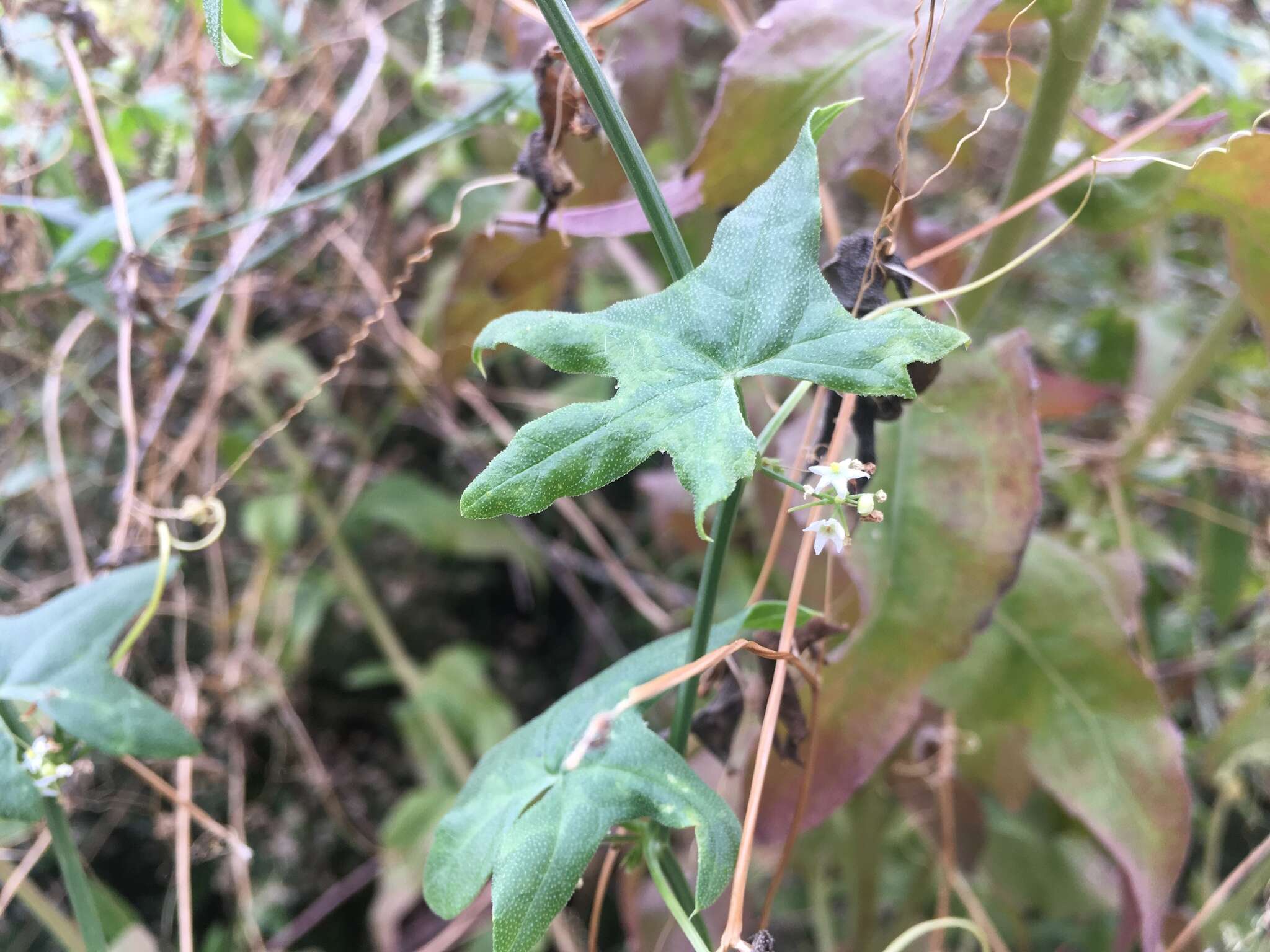 Image of desert starvine