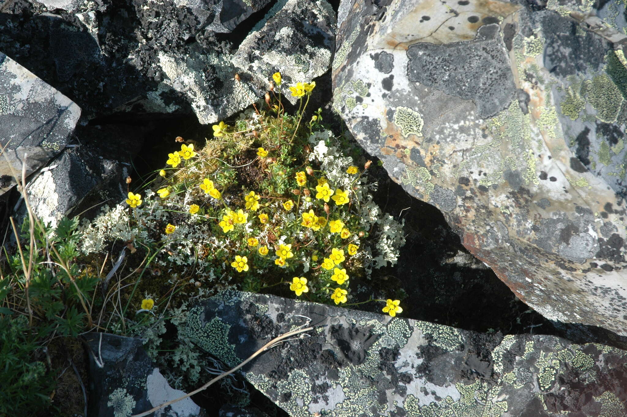 Sivun Saxifraga serpyllifolia Pursh kuva