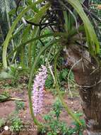 Image of Foxtail orchid