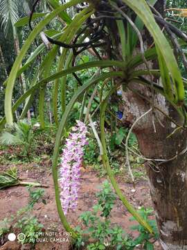 Слика од Rhynchostylis retusa (L.) Blume