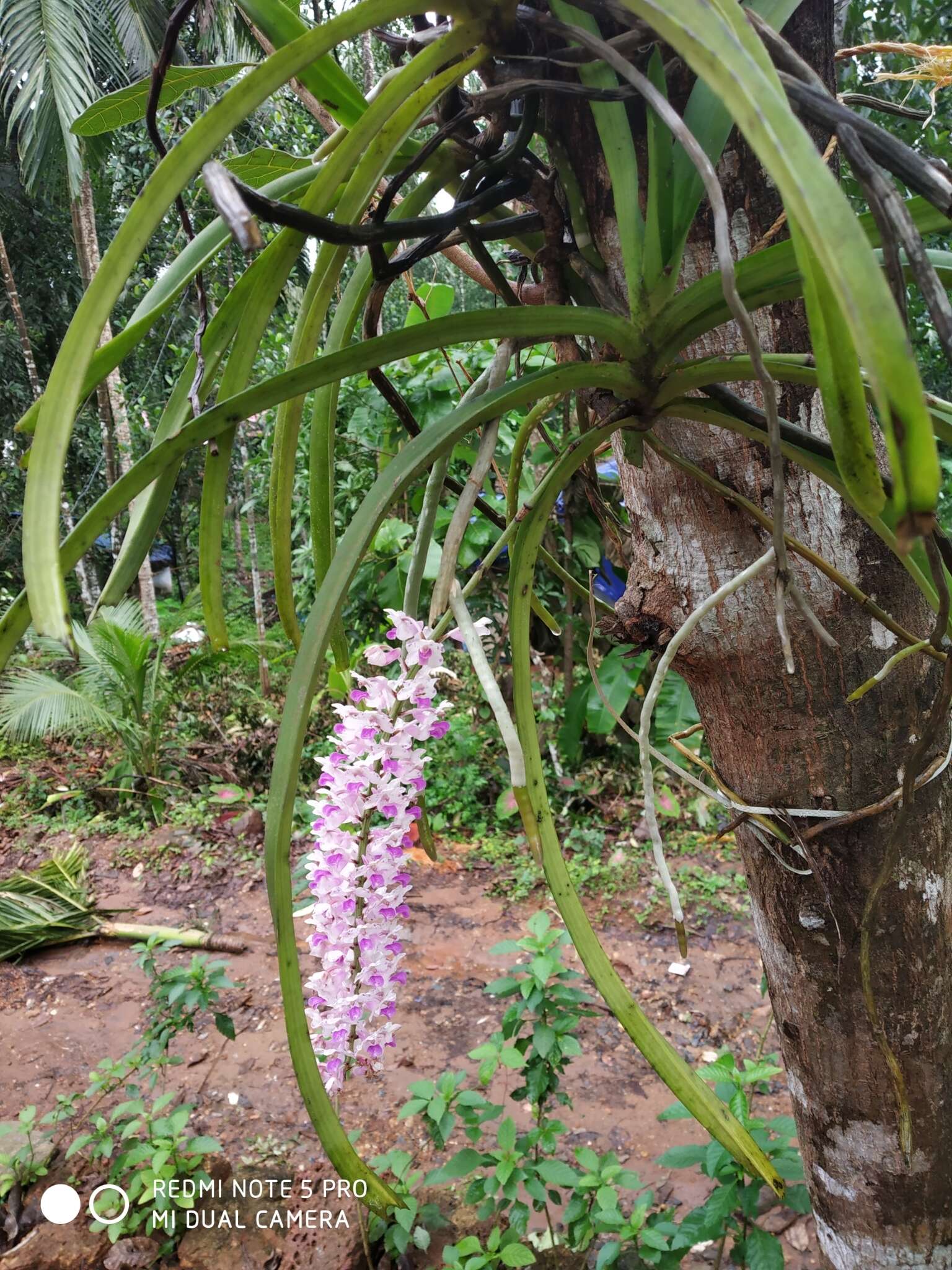 Image of Foxtail orchid