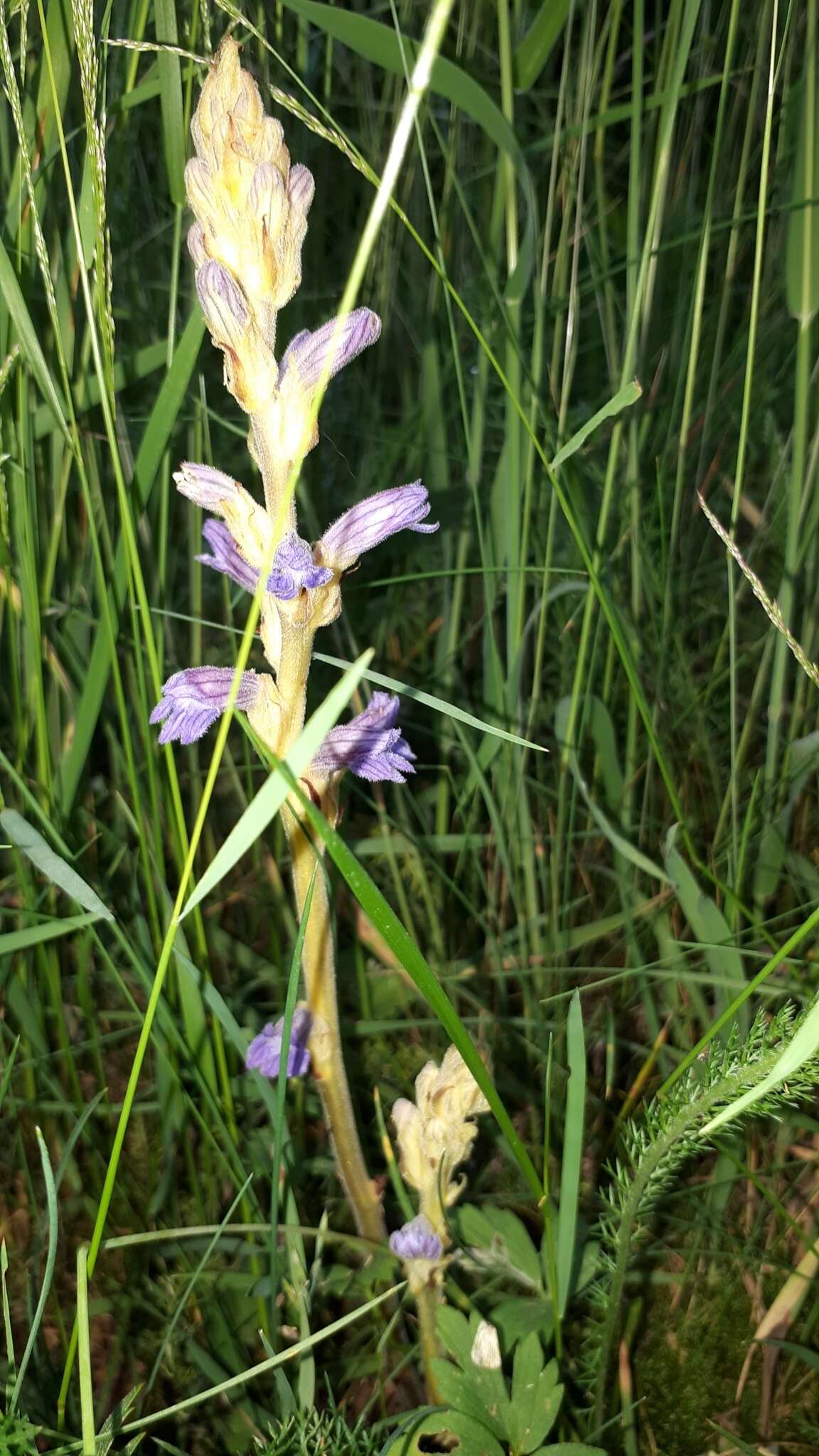 Image of Phelipanche purpurea subsp. purpurea