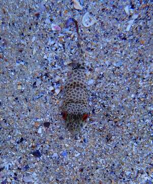 Image of Smooth Toadfish