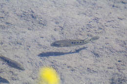 Image of Minckley's cichlid