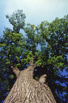 Image of American elm