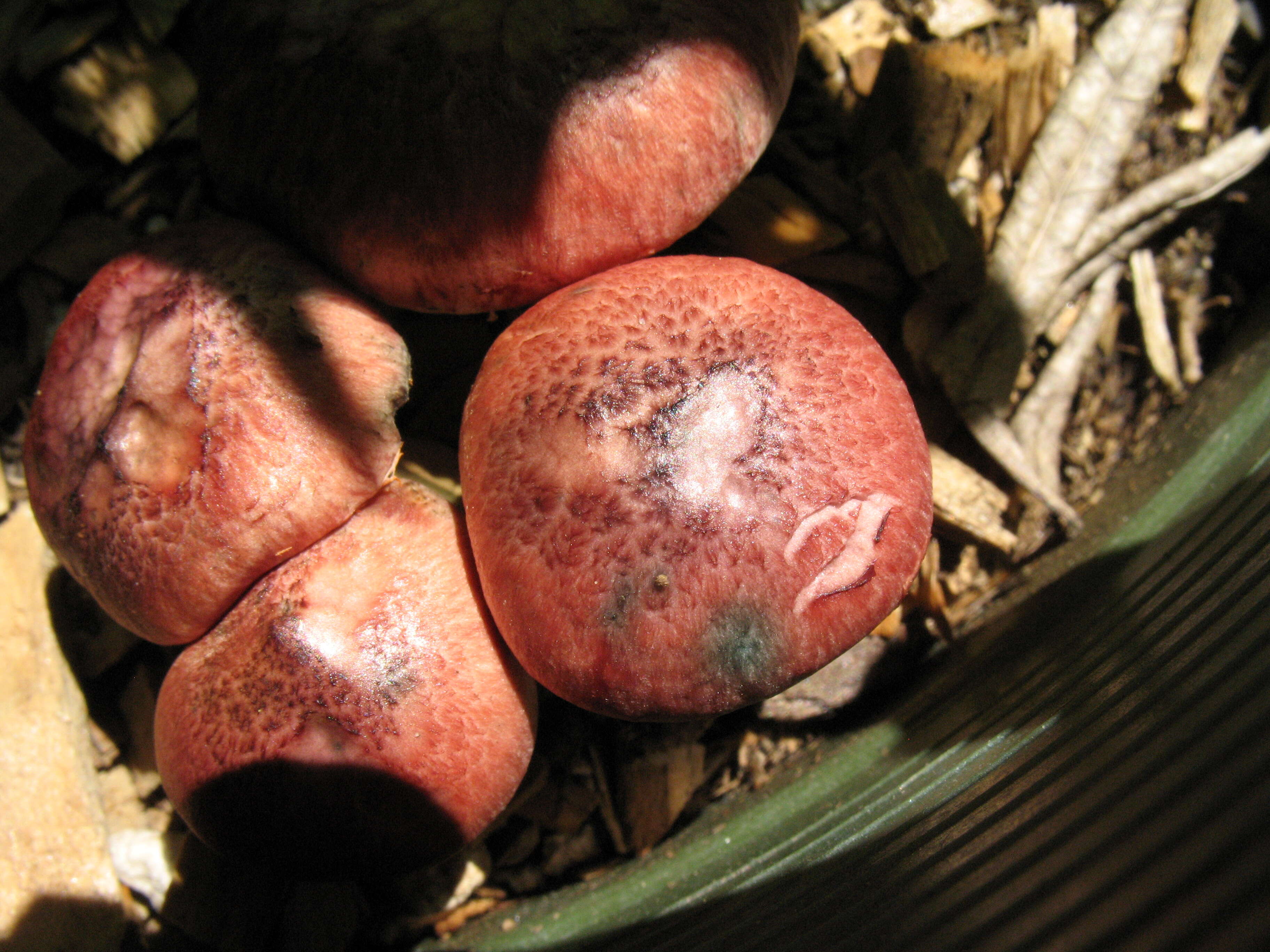 Image of Gymnopilus luteofolius (Peck) Singer 1951