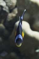 Amphiprion chrysogaster Cuvier 1830 resmi