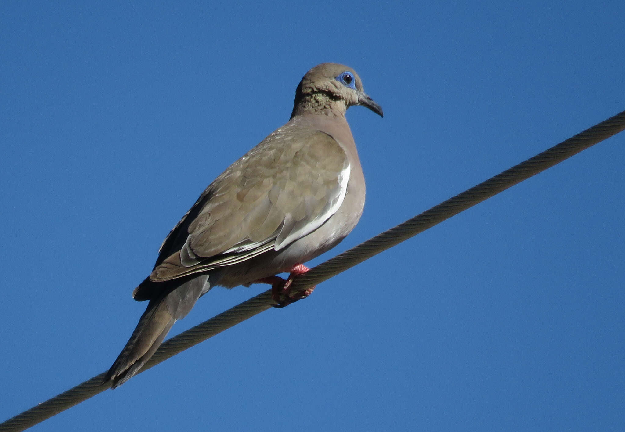 Image of West Peruvian Dove