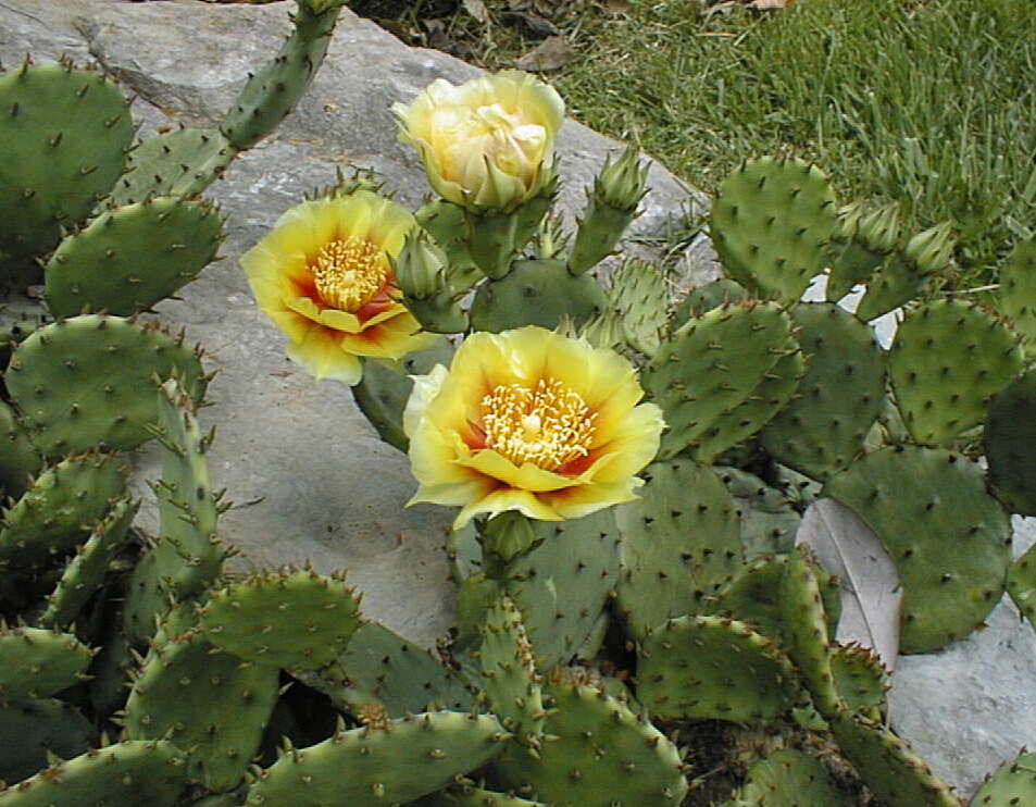 Image of Eastern Prickly Pear