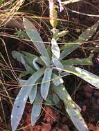 Слика од Helichrysum auriceps O. M. Hilliard