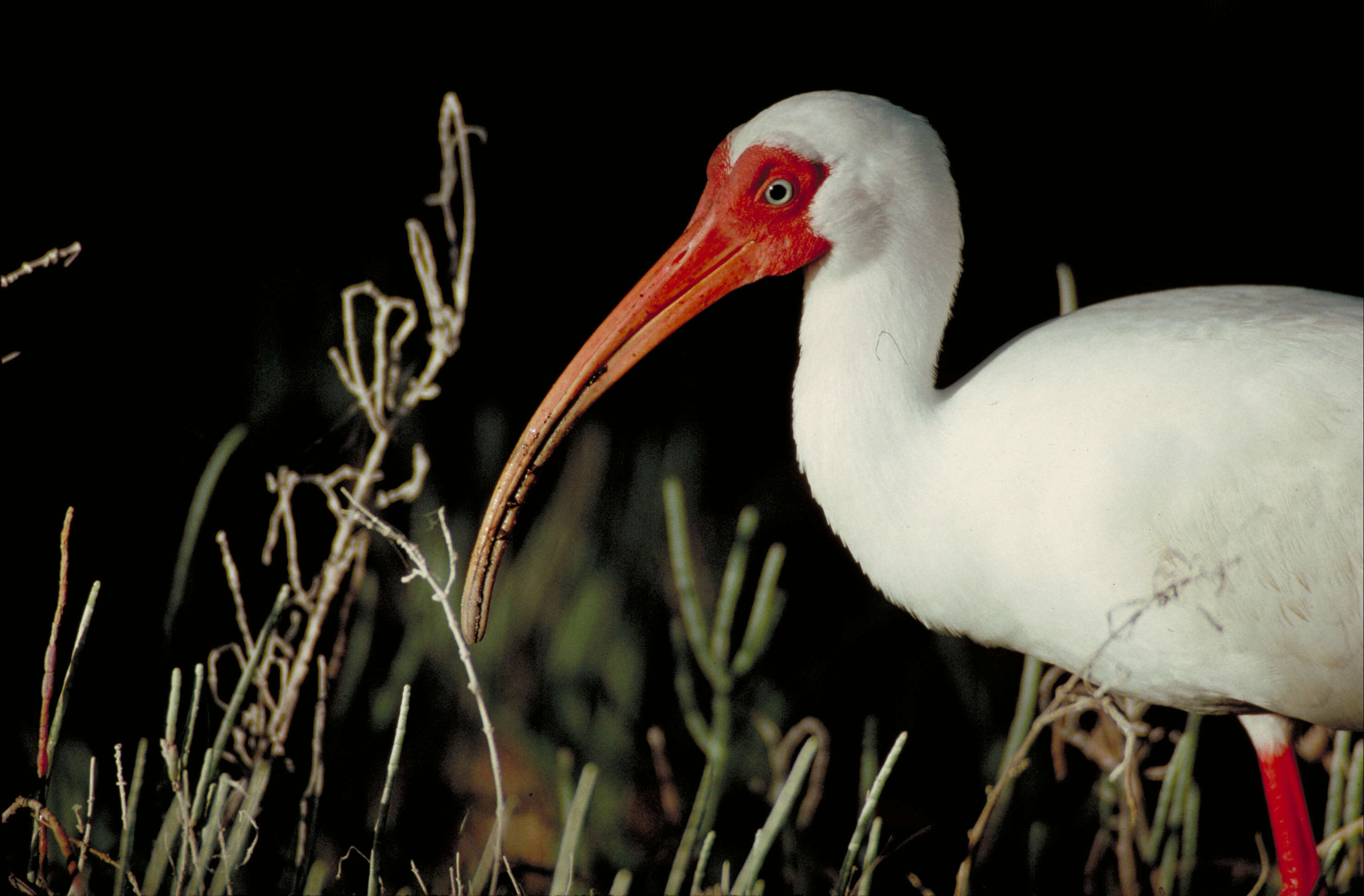 Image of Eudocimus Wagler 1832