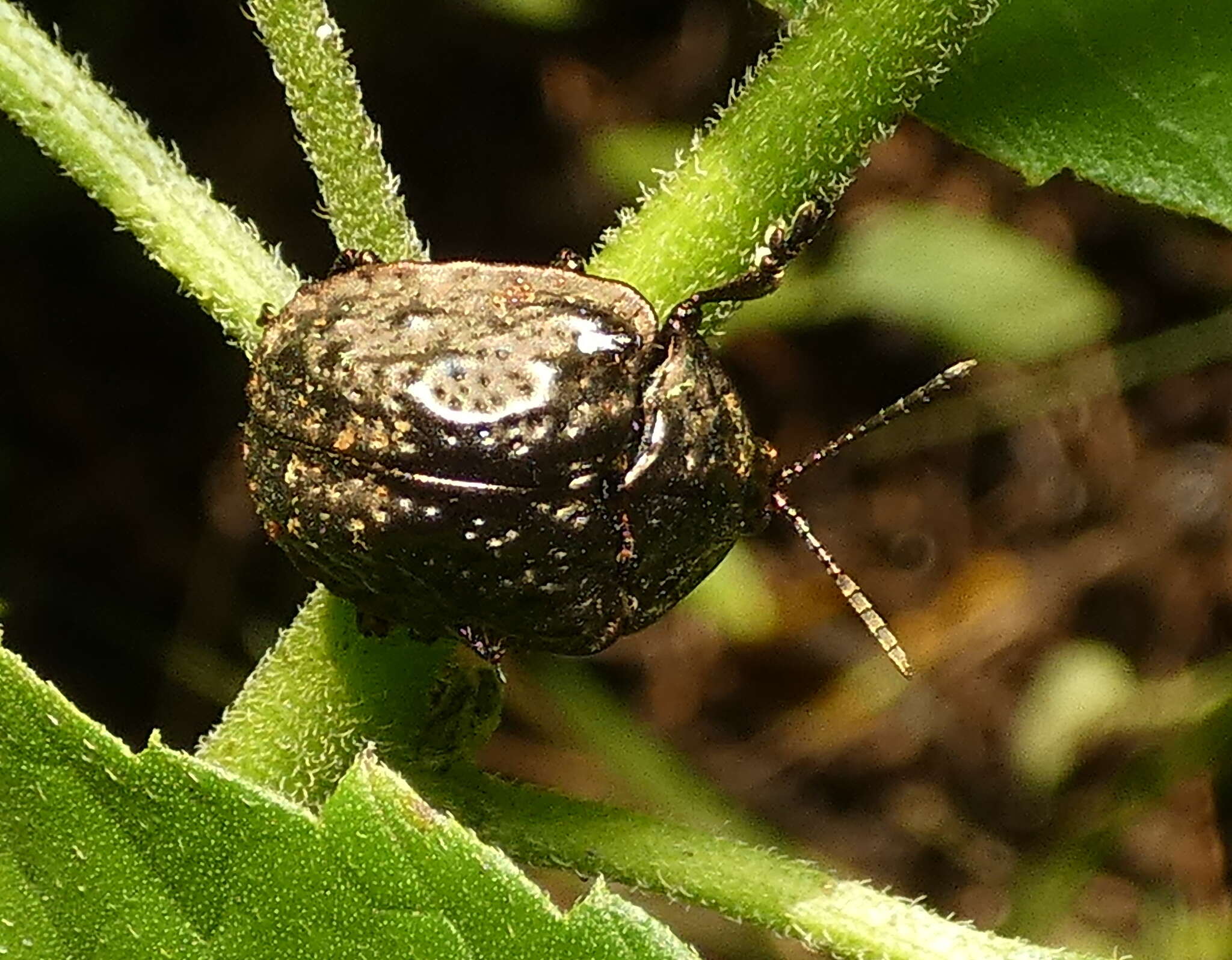 Image of Polychalca (Desmonota) aerea (Boheman 1850)