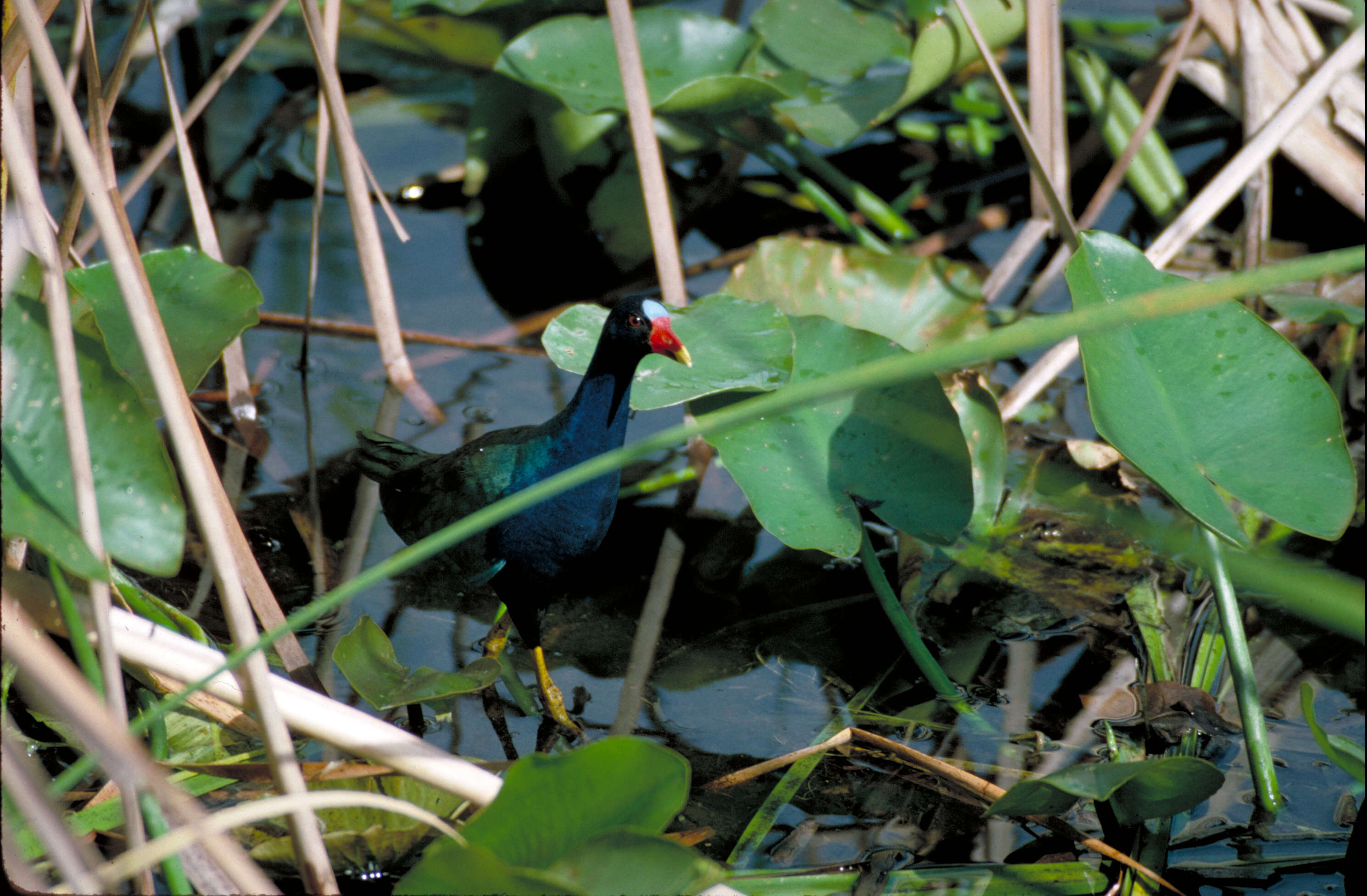 Image of American Purple Gallinule