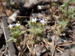 Image of small-lobe navarretia