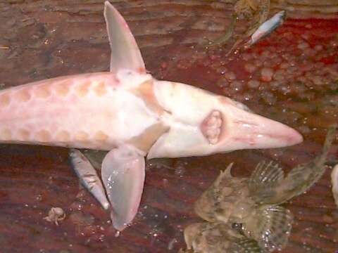 Image of Gulf Sturgeon