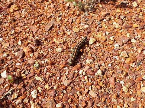 Image of Australian Striped Hawk Moth