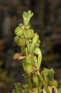 Image of Violet Twinleaf