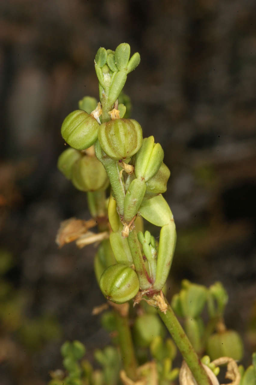 Image of Roepera iodocarpa (F. Müll.) Beier & Thulin