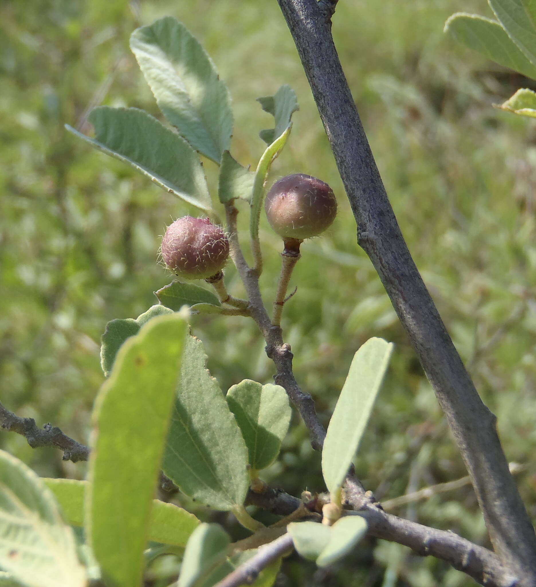 Image of Brandybush