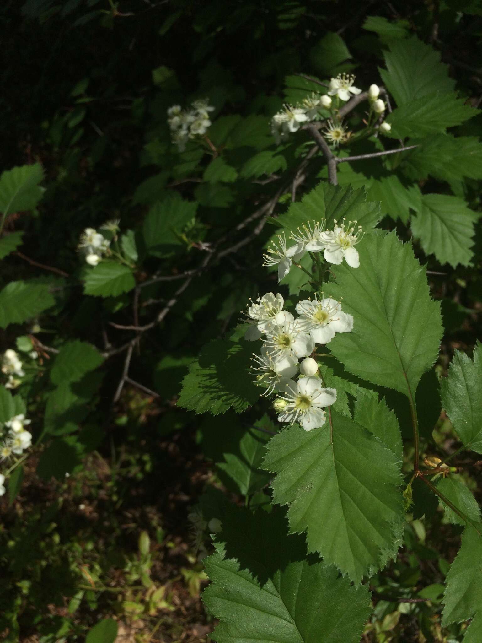 Image de Crataegus irrasa Sarg.