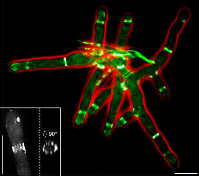 Image de Eremothecium gossypii (S. F. Ashby & W. Nowell) Kurtzman 1995