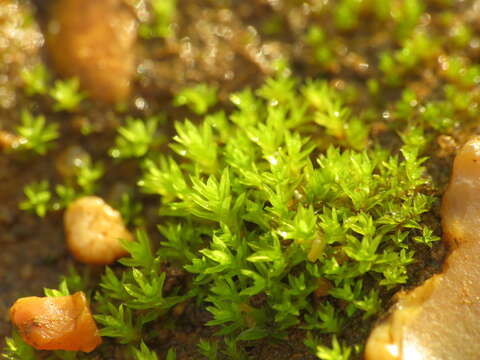 Image of barbula moss