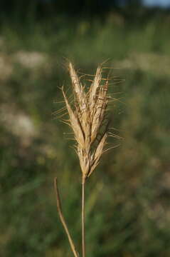 Imagem de Bromus scoparius L.