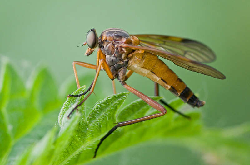 Image of Rhagio immaculatus (Meigen 1804)