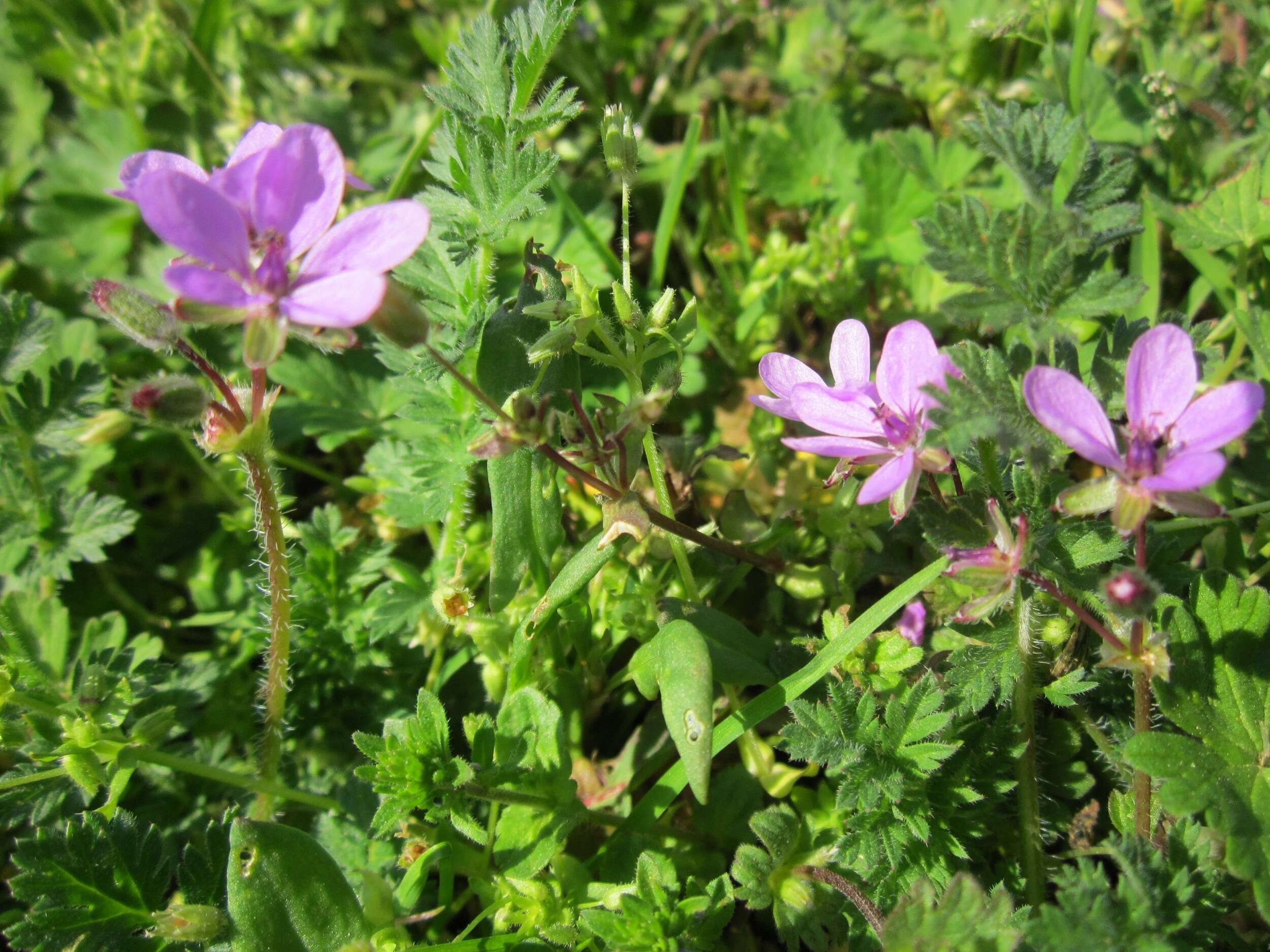 Image of Common Stork's-bill