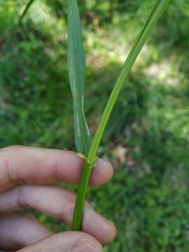 صورة Lolium giganteum (L.) Darbysh.