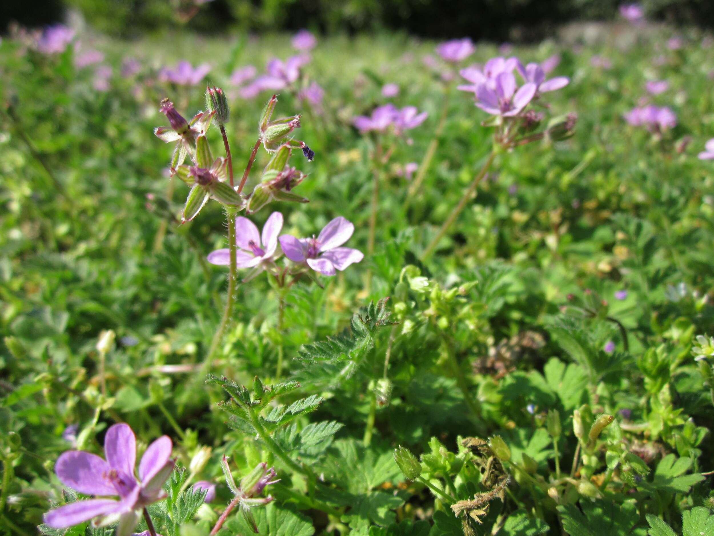 Image of Common Stork's-bill