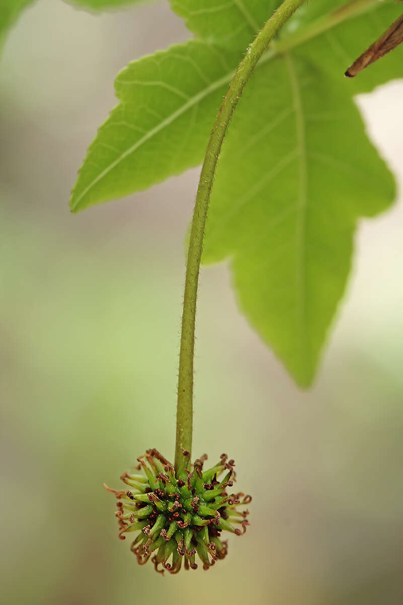 Image of Oriental Sweetgum