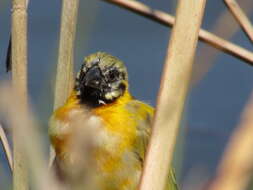 Image of Black-headed Weaver