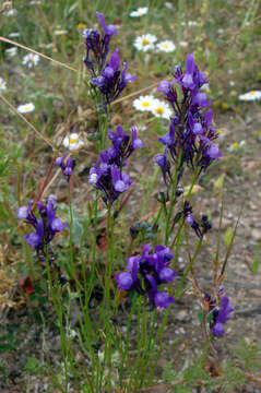 Sivun Linaria pelisseriana (L.) Mill. kuva