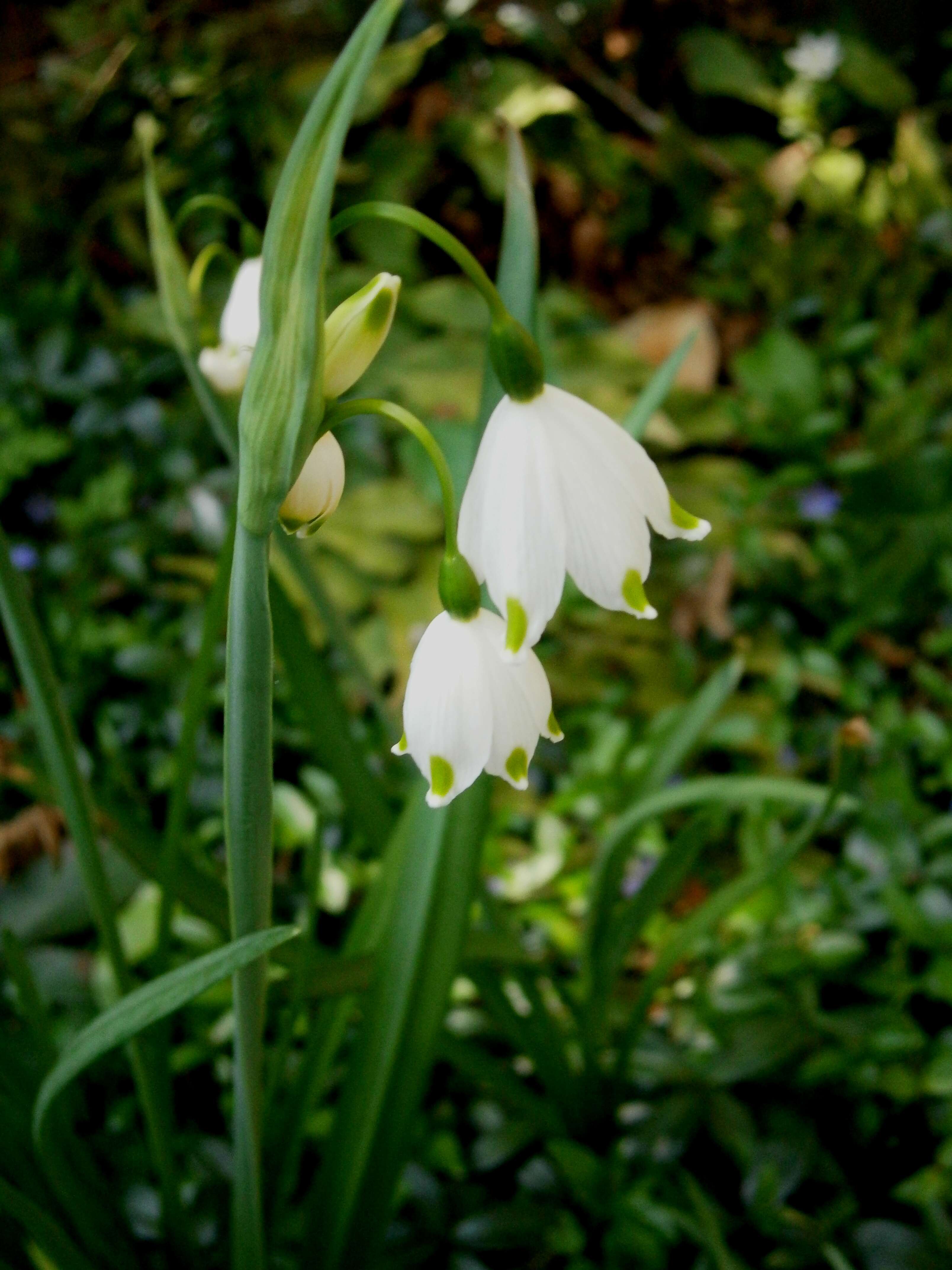 Image of Loddon lily