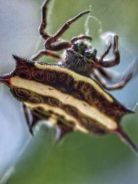 Image of Doria's Spiny Spider