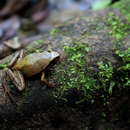 Imagem de Plethodontohyla inguinalis Boulenger 1882