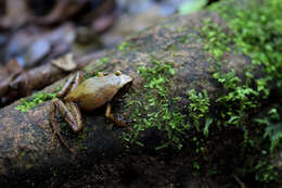 Image of Plethodontohyla Boulenger 1882