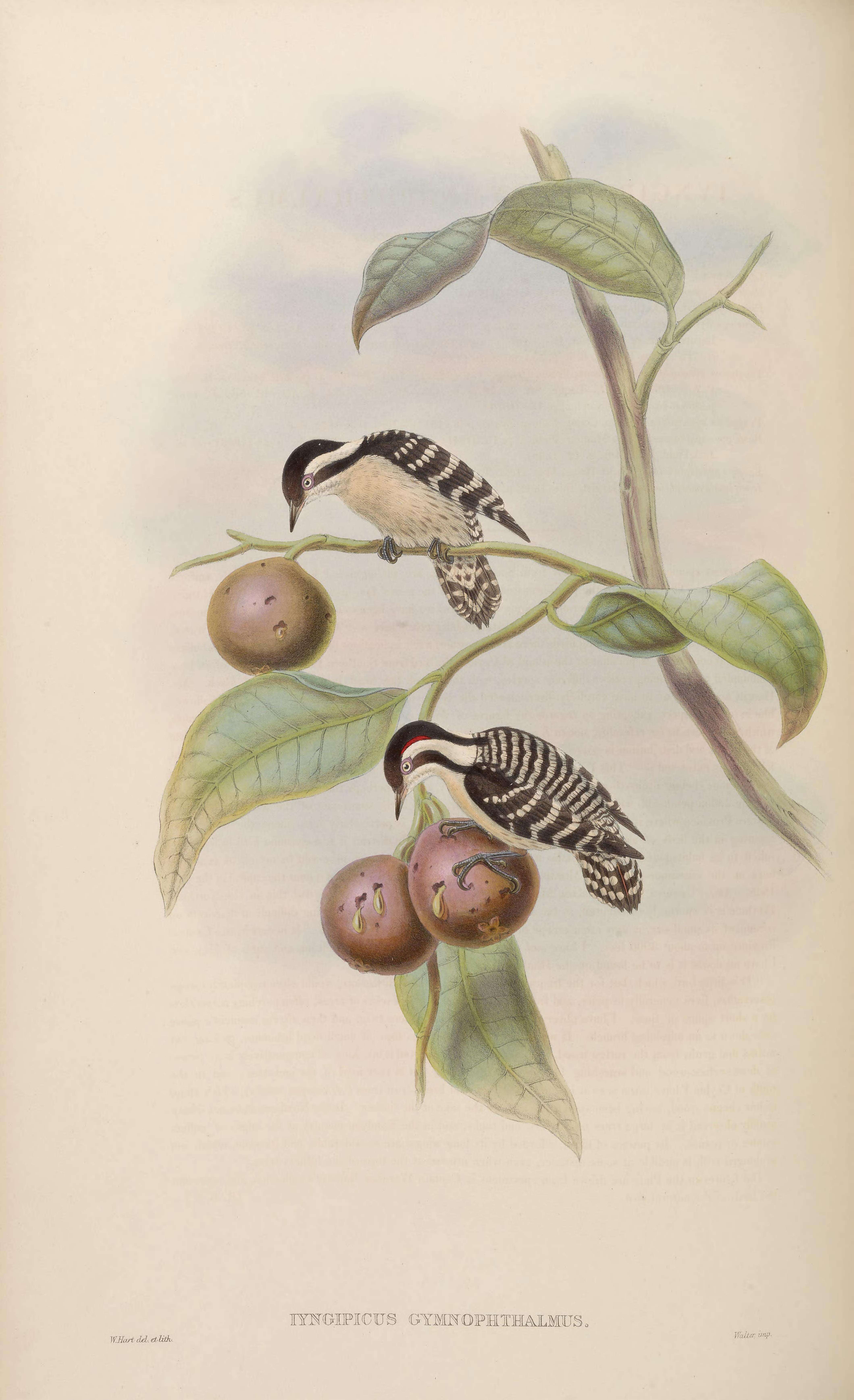 Image of Dendrocopos Koch 1816