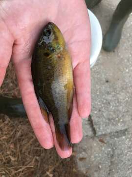 Image of Mud sunfishes