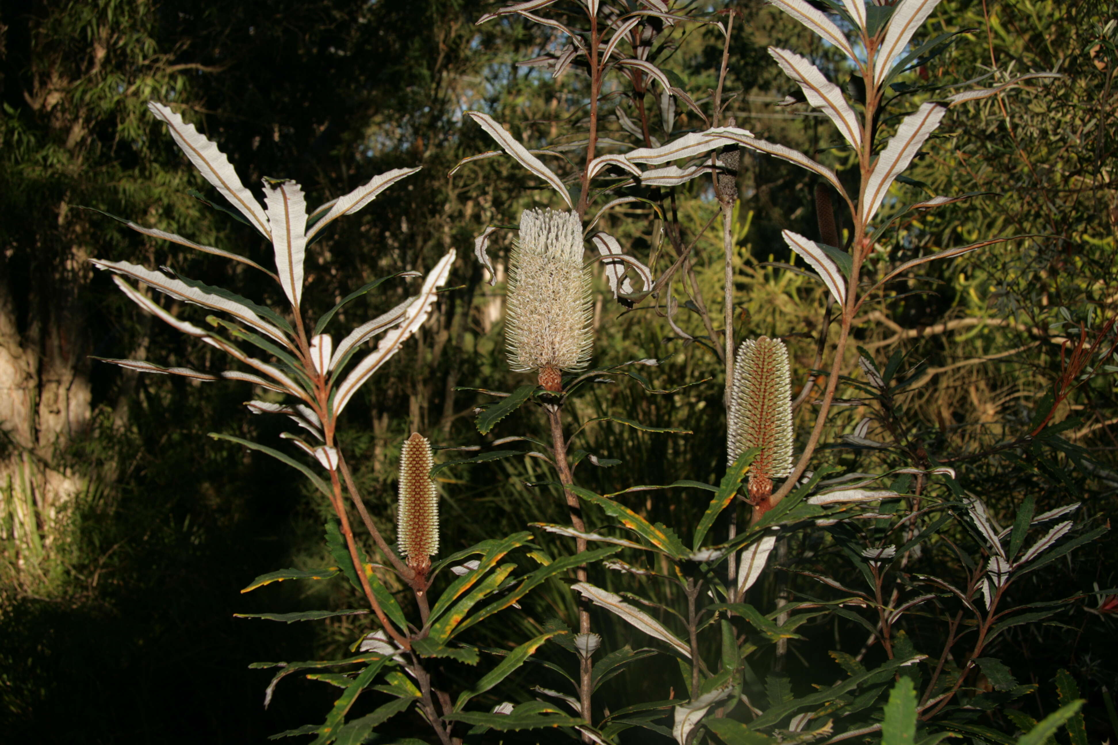 Image of blue banksia