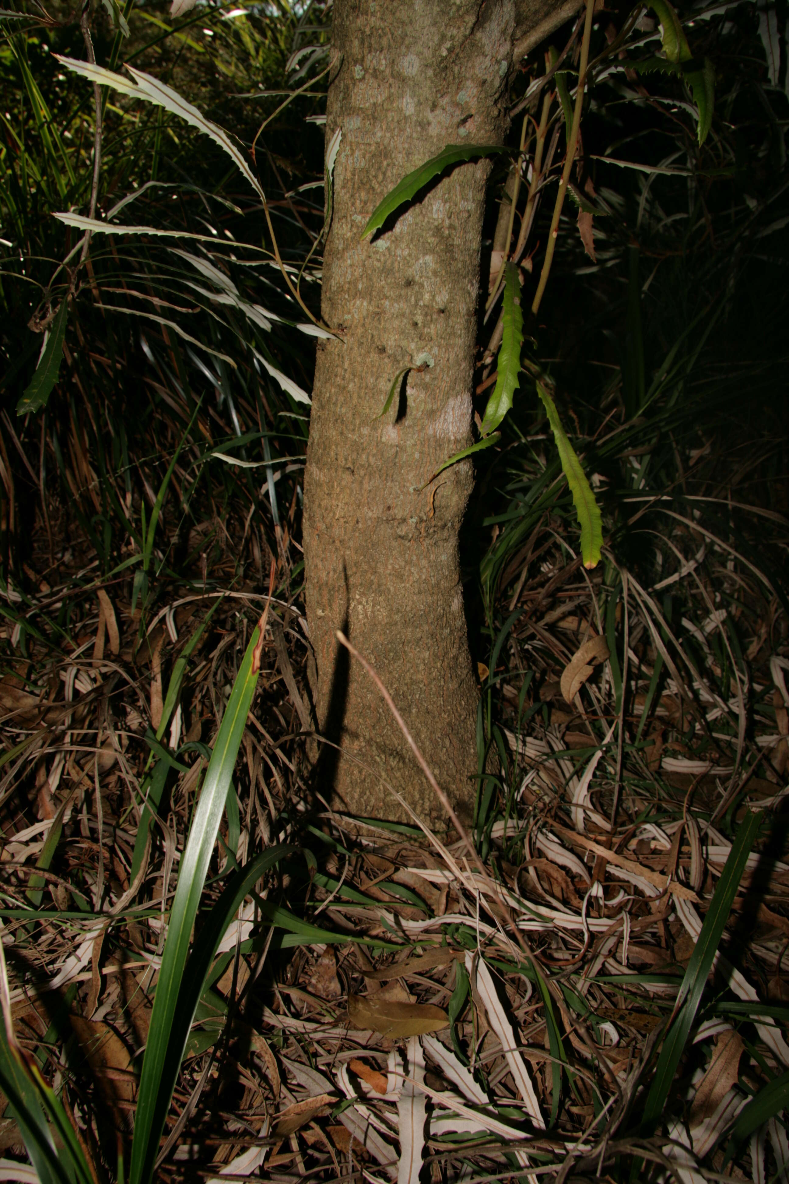 Image of blue banksia