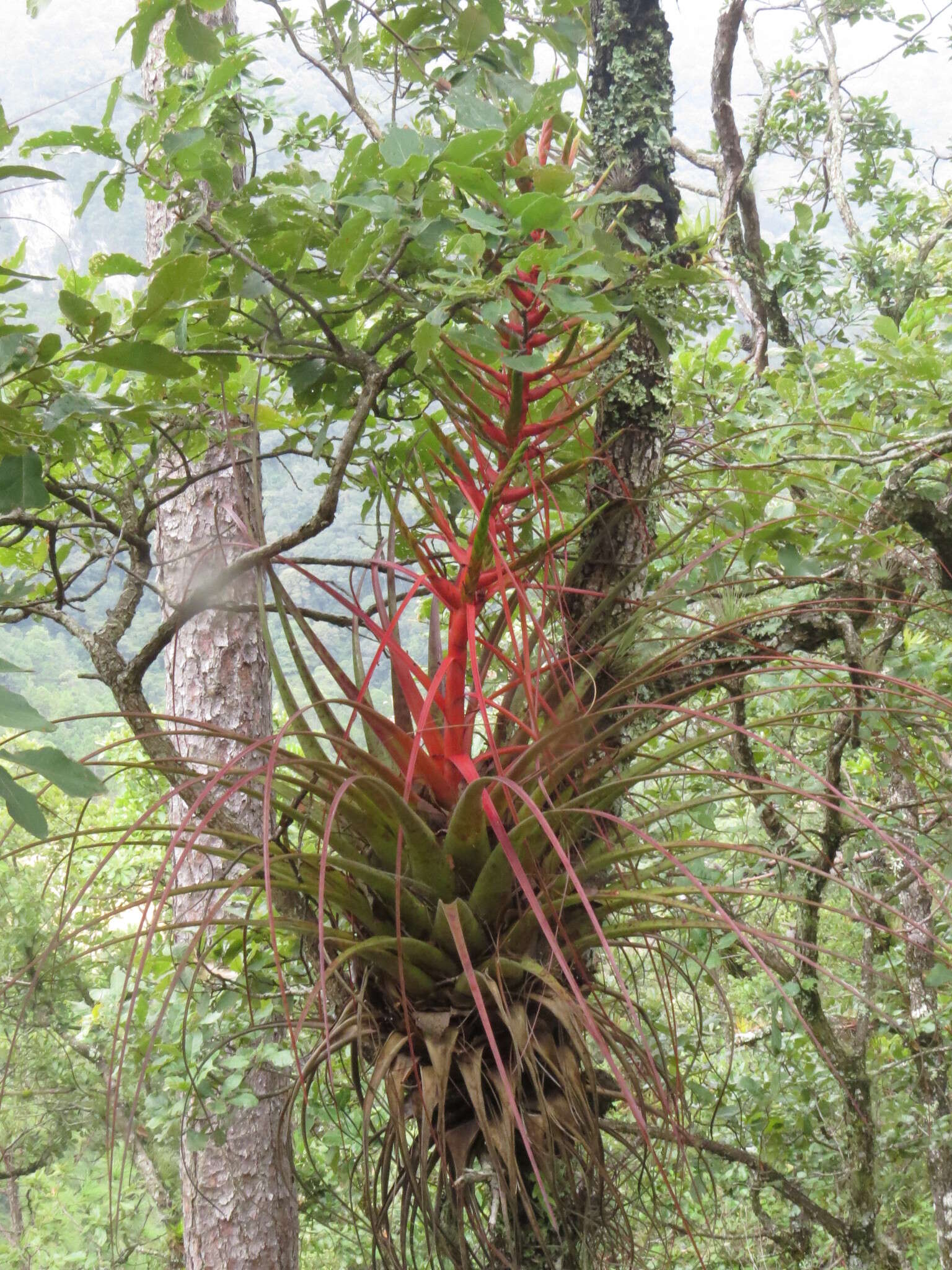 Image of Tillandsia calothyrsus Mez