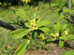 Image of Daphne pseudomezereum A. Gray