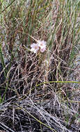 Image of Tritonia bakeri subsp. lilacina (L. Bolus) M. P. de Vos