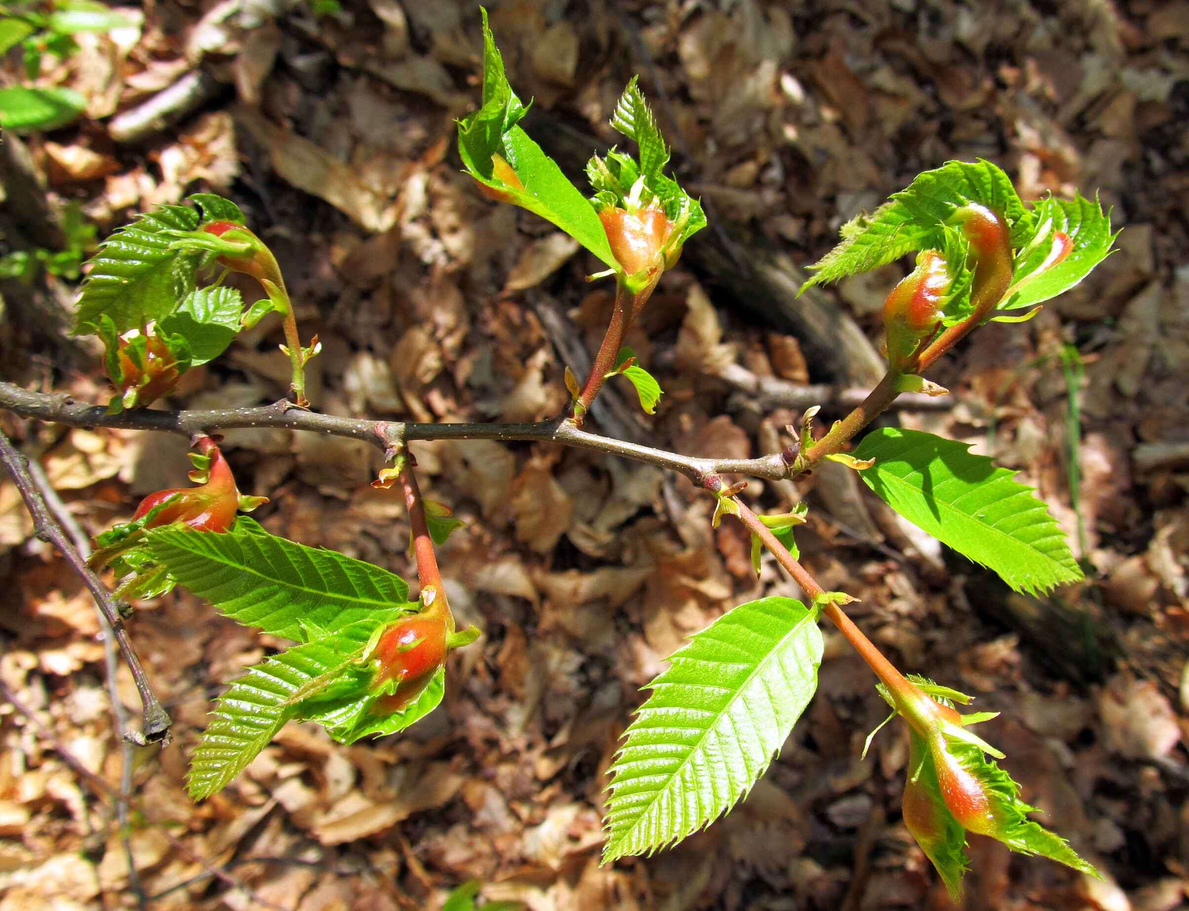 Image of Asian chestnut gall wasp