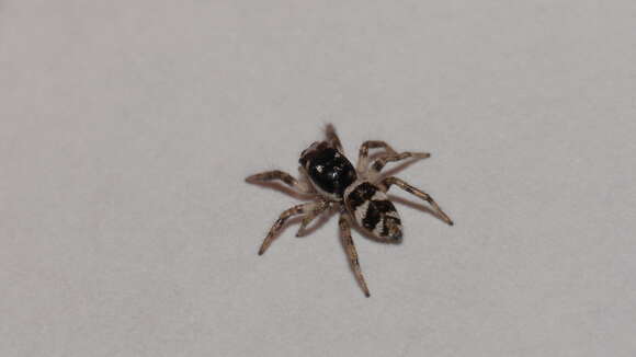 Image of Zebra spider