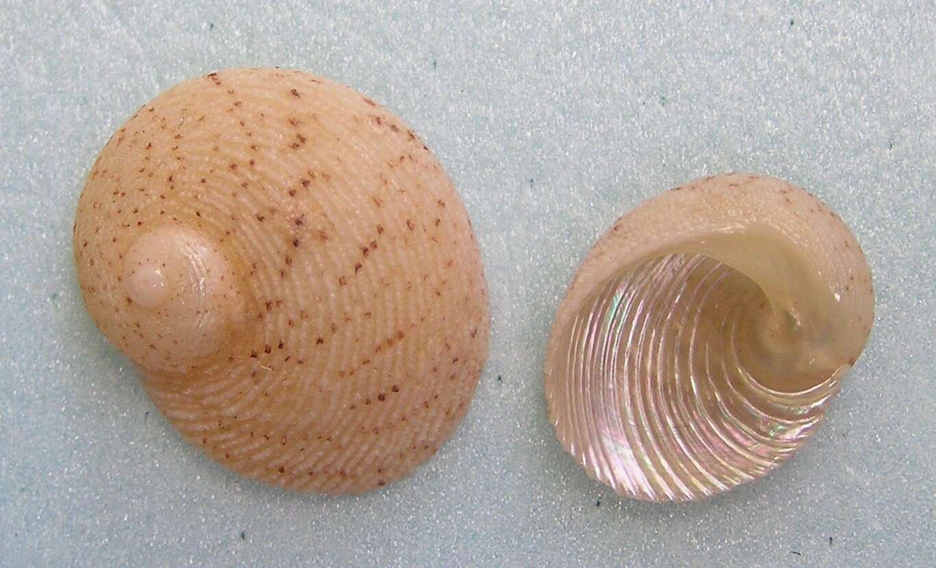 Image of rounded false ear shell
