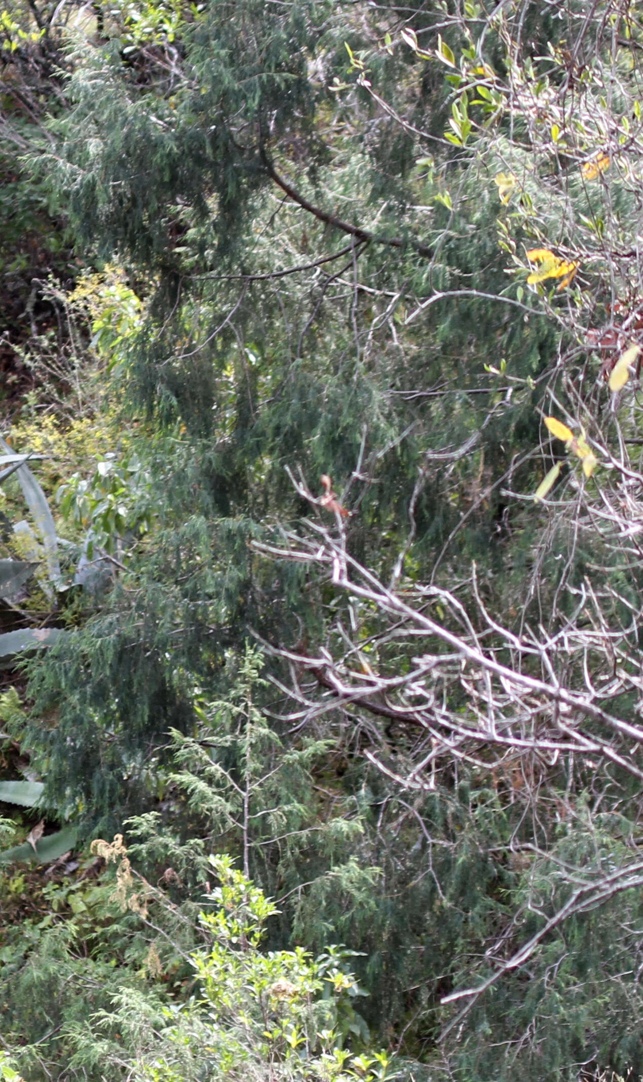 Image of Drooping Juniper